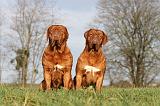 DOGUE DE BORDEAUX 115